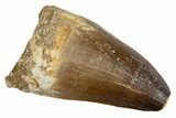 Fossil Mosasaur (Prognathodon currii) Tooth - Rare Type #345115-1